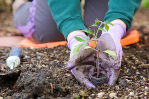 Gardening: Resources for the ABQ Gardener
