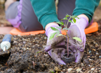 Gardening: Resources for the ABQ Gardener Gardening: Resources for the ABQ Gardener