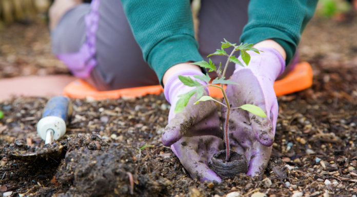 Gardening: Resources for the ABQ Gardener Gardening: Resources for the ABQ Gardener