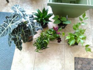 Build a Mini Minecraft Forest from Albuquerque Moms Blog