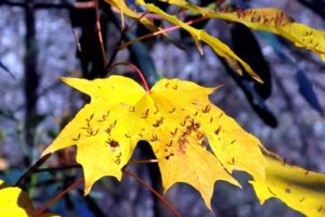 Yellow Leaves