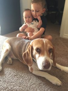 New Baby Meets Fur Baby::How to Ease the Transition for Your Pup from Albuquerque Moms Blog