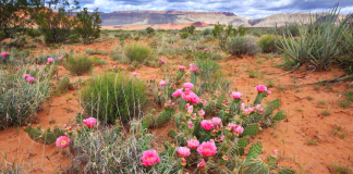 Bloom Where You Are Planted Bloom Where You Are Planted