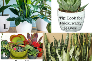 House Plants for High Altitude Homes from Albuquerque Mom’s Blog