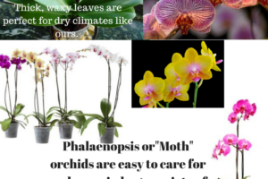 House Plants for High Altitude Homes from Albuquerque Mom’s Blog