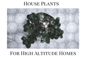 House Plants for High Altitude Homes