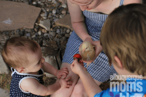 backyard chickens. Albuquerque Moms Blog