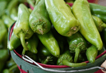 A New Mexican’s Guide to Green Chile for the NEW New Mexican green chile