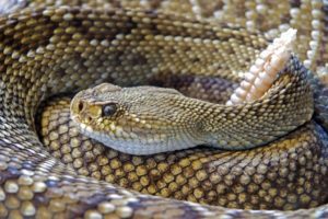 rattlesnake, snakes | Albuquerque Moms Blog
