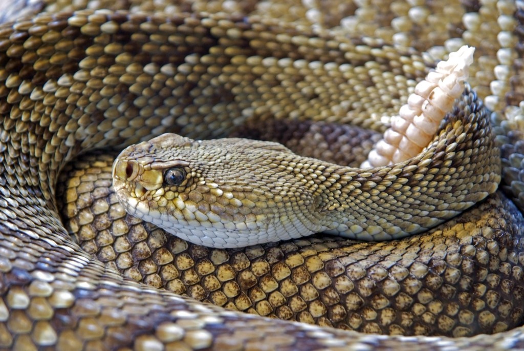 rattlesnake | Albuquerque Moms Blog