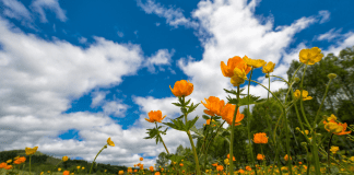 Guide to April in Albuquerque