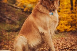 Dogs and kids post