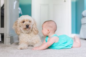 Dog and child safety, Albuquerque Moms Blog