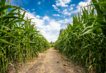 Guide to Corn Mazes in the Albuquerque Area