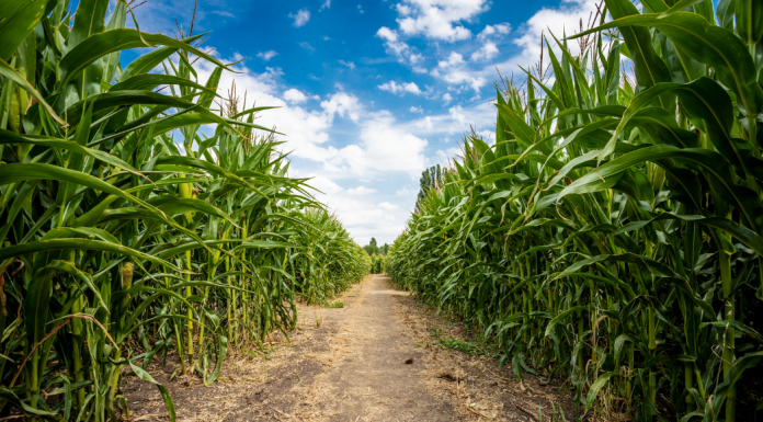 Guide to Corn Mazes in the Albuquerque Area