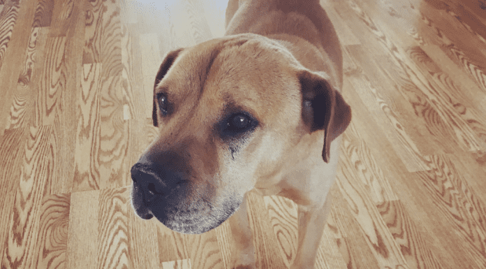“I Miss Tanky” :: Helping My Child Through the Loss of a Family Pet "I Miss Tanky" :: Helping My Child Through the Loss of a Family Pet