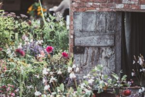 Pretty Wildflowers :: Albuquerque Moms Blog