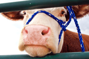 cow at the fair