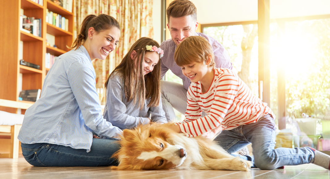 dog training your family pet