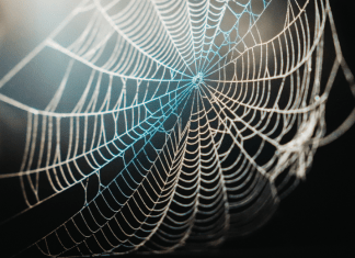 War on Black Widows :: I Didn’t Want Her Fanging Around! War on Black Widows :: I Didn't Want Her Fanging Around!