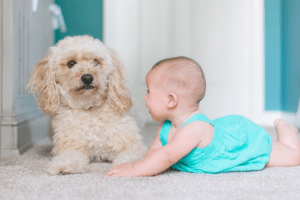 What’s Wrong With This Picture? Let’s Talk Safety Around Dogs!