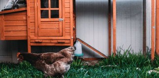 Backyard Chickens :: Fun for the Whole Family! Backyard Chickens :: Fun for the Whole Family!