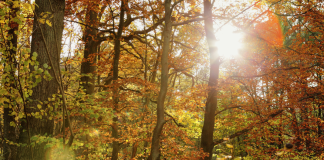 Guide to Family-Friendly Hikes in the Albuquerque Area