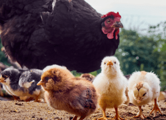 Chickens, the Greatest Pet! :: 5 Fun Facts I Didn't Know