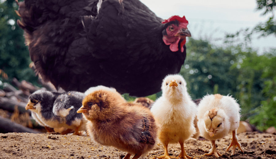 Chickens, the Greatest Pet! :: 5 Fun Facts I Didn't Know