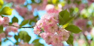 April Family-Friendly Events in Albuquerque