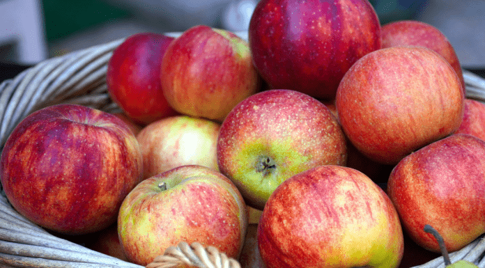 Guide to Apple Orchards in the Albuquerque Area Guide to Apple Orchards in Albuquerque