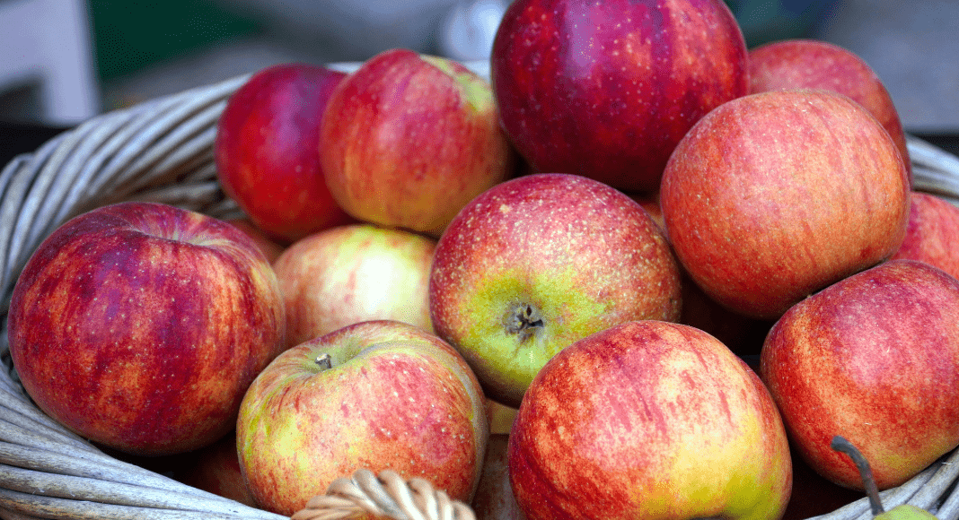 Guide to Apple Orchards in Albuquerque Guide to Apple Orchards in Albuquerque