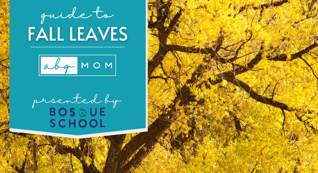 Guide to Fall Leaves