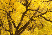 Where To See Fall Leaves In and Around Albuquerque Guide to Fall Leaves