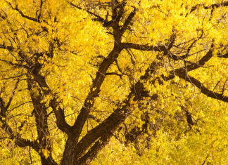 Where To See Fall Leaves In and Around Albuquerque Guide to Fall Leaves