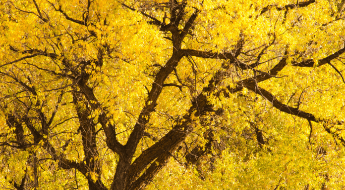 Where To See Fall Leaves In and Around Albuquerque Guide to Fall Leaves
