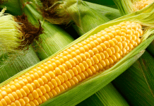 Guide to Corn Mazes in the Albuquerque Area Guide to Corn Mazes Albuquerque