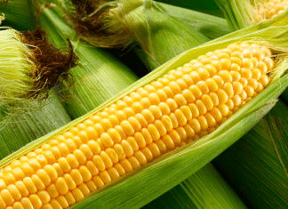 Guide to Corn Mazes in the Albuquerque Area Guide to Corn Mazes Albuquerque