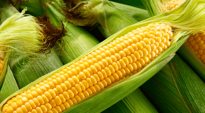 Guide to Corn Mazes in the Albuquerque Area Guide to Corn Mazes Albuquerque