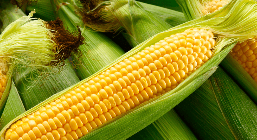 Guide to Corn Mazes Albuquerque Guide to Corn Mazes Albuquerque