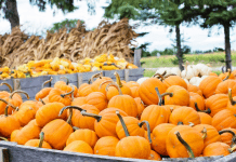 Guide to Pumpkin Patches in the Albuquerque Area pumpkin patches albuquerque