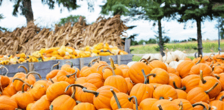 Guide to Pumpkin Patches in the Albuquerque Area pumpkin patches albuquerque