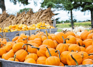 Guide to Pumpkin Patches in the Albuquerque Area pumpkin patches albuquerque
