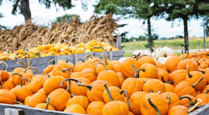 Guide to Pumpkin Patches in the Albuquerque Area pumpkin patches albuquerque
