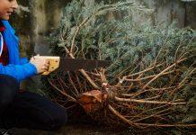 Where to Cut Down Your Own Christmas Tree Near Albuquerque Where to cut down your own Christmas Tree near Albuquerque