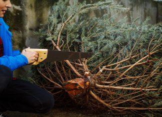 Where to Cut Down Your Own Christmas Tree Near Albuquerque Where to cut down your own Christmas Tree near Albuquerque