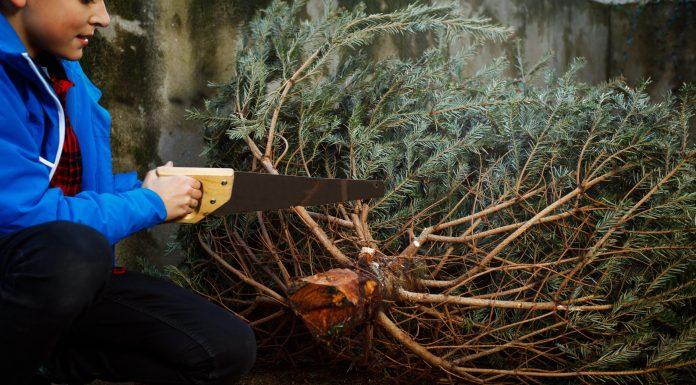 Where to Cut Down Your Own Christmas Tree Near Albuquerque Where to cut down your own Christmas Tree near Albuquerque