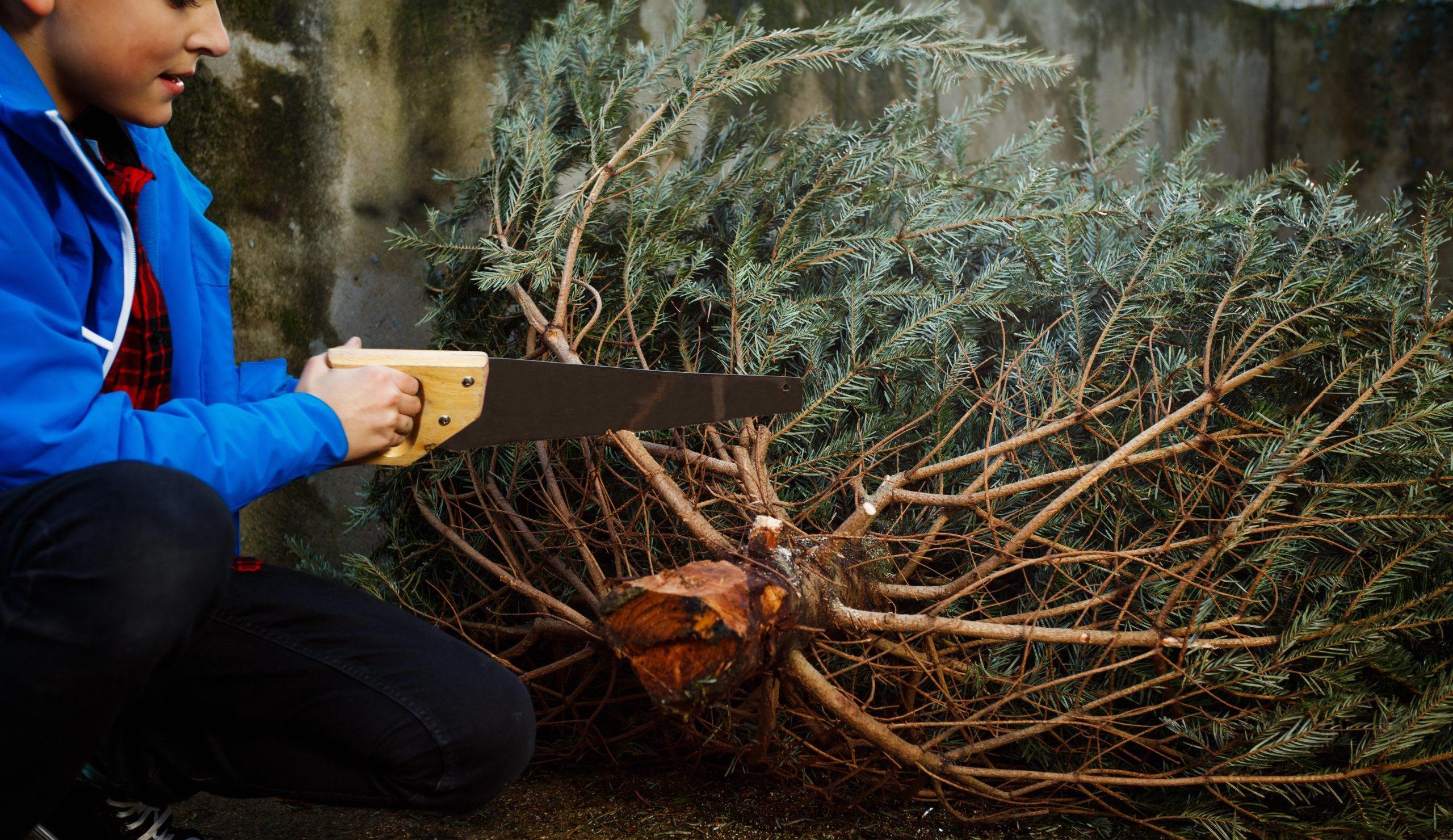 Where to cut down your own Christmas Tree near Albuquerque Where to cut down your own Christmas Tree near Albuquerque