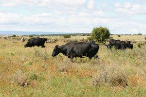 Grassburger :: Doing Better with High Integrity Meat