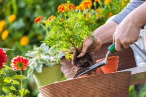 Gardening with Littles :: Benefits and Local Resources
